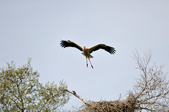  image of a stork in flight