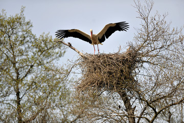  image of a stork on a nest