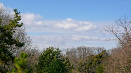 森と空