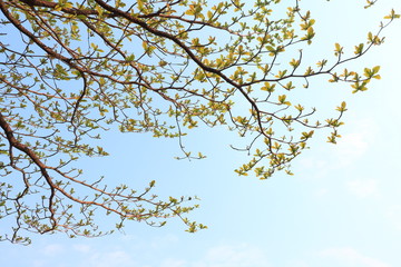 Branches and leaves