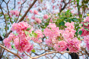 Pink flower Chompoo Pantip blossom in Thailand  , Thai sakura with sweet background , Background