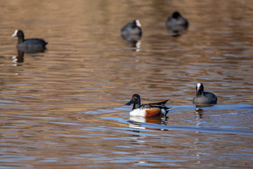 Northern shoveler Anas in Llobregat Delta, Catalonia, Spain