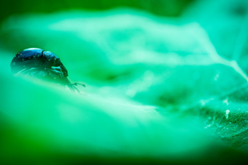 macro