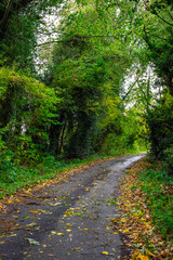 Countryside lane in autumn, Cheshire UK