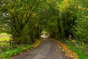 Fototapeta premium Countryside lane in autumn, Cheshire UK