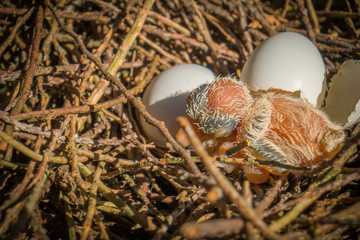 Egg and newborn babies hatch in the nest