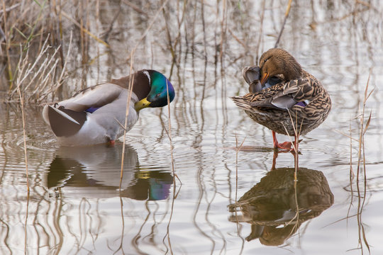 Real anade couple in Llobregat Delta, Catalonia, Spain