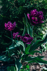 several purple tulips grow in the ground in the garden, on a flower bed. Spring garden.Holiday