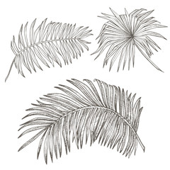 Tropical palm leaves. Graphic illustration. Engraved jungle leaves.