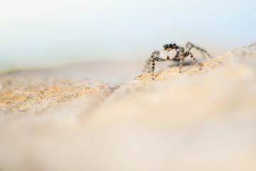 macro