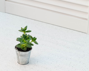 small green plant in a metallic bucket on a grey marble table