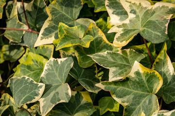 Close-up green ivy Hedera helix Goldchild carpet. Original texture of natural greenery. Background of elegant leaves. Nature concept for design.  Selective focus