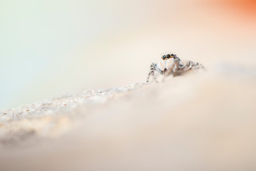 macro