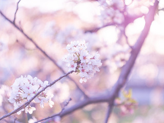 Cherry blossoms