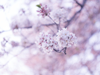 Cherry blossoms