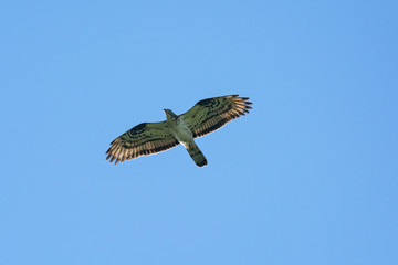 falco pecchiaiolo