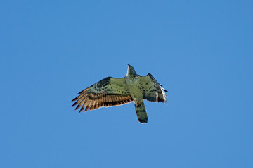 falco pecchiaiolo