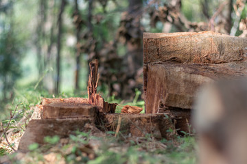 Fototapeta premium cutting down trees in the wild leading to reducing oxygen level and ecology environmental agriculture