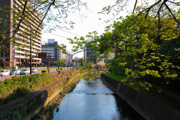 Fototapeta na wymiar The image of the Tsuboi river in city centre of Kumamoto, Kyushu, Japan