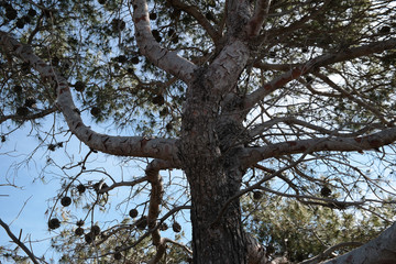 Albero