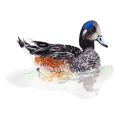  Duck watercolor isolated . Duck on white background. Watercolor hand painted illustration of Duck.