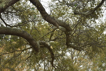 Fototapeta premium old oak tree
