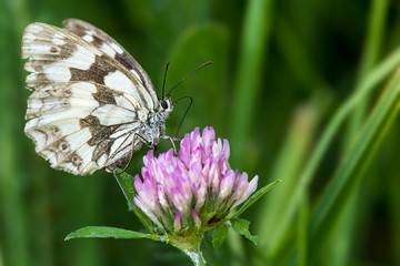 macro