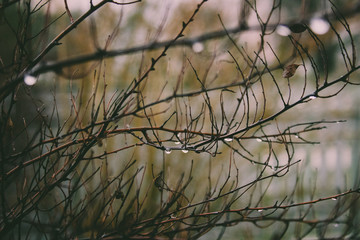 branches of tree