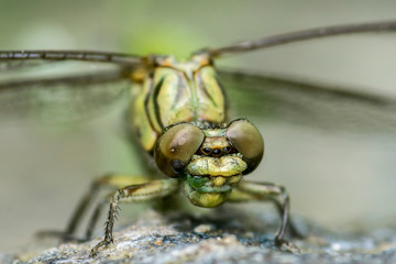 macro