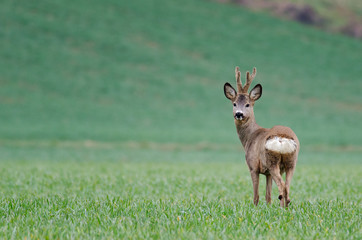 capriolo