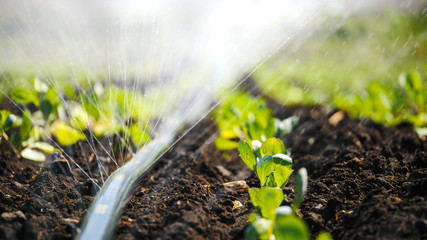 The green shoots of the seedlings emerge from the soil. Water sprinkler system in the morning sun on a plantation
