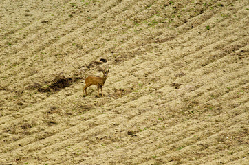 capriolo