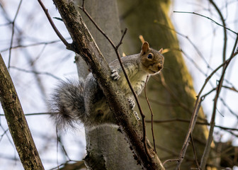 squirrel on tree