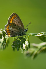 macro