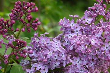 Lilac tree flowers