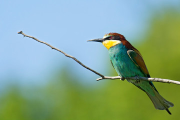 gruccioni
