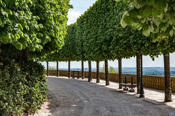 An avenue of trees