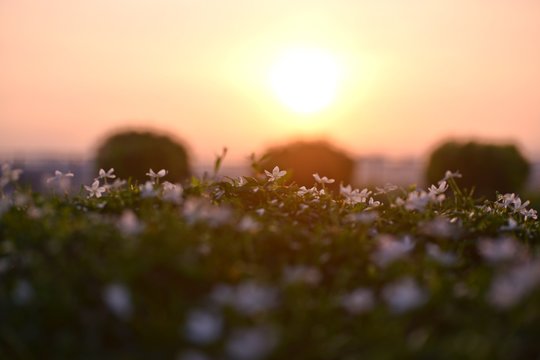 Spring awakening of flowers and vegetation at the sunrise background - Image