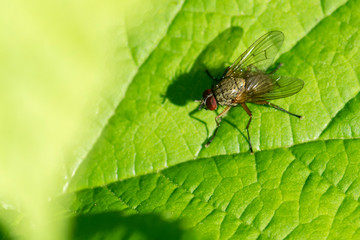 macro