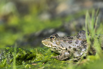 rana