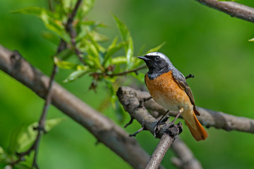 Fototapeta premium codirosso