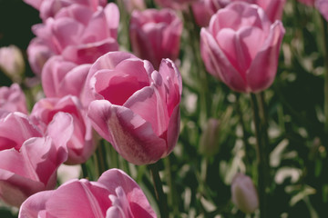 Obraz premium Pink tulips close up