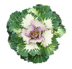 Decorative cabbage