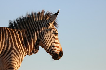 Fototapeta na wymiar Zebra im Abendlicht