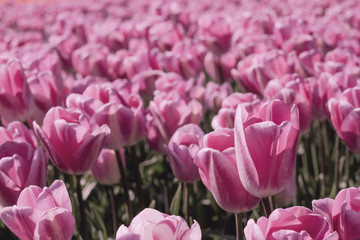 Obraz premium Pink tulips field