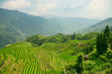 Fototapeta na wymiar Beautiful view of Longjie’s emerald rice terraces and surrounding mountains.