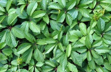 Virginia creeper green leaves