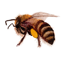 Bee Hand drawn sketch and watercolor illustrations. Watercolor painting Bee.Bee Illustration isolated on white background.
