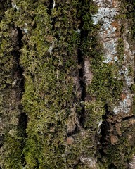 bark of a tree