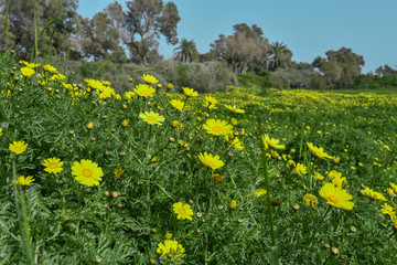 Yellow flowers in the meadow